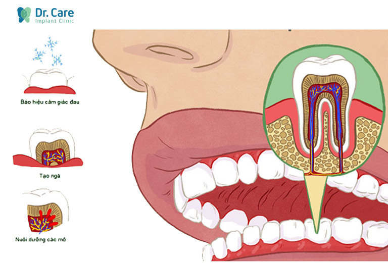 Chức năng của tủy răng