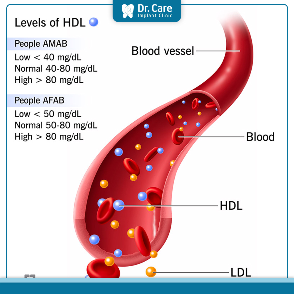 Chỉ số HDL-Cholesterol cao trong máu