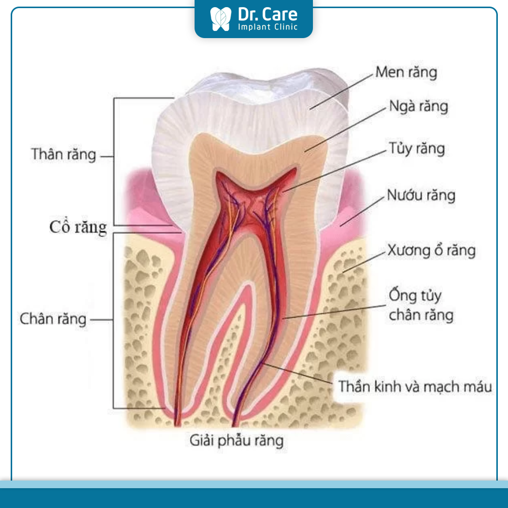 Cấu tạo hàm răng gồm mấy lớp?
