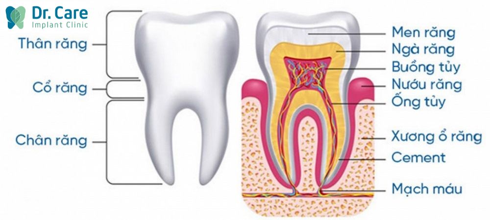 Cấu tạo của răng xét từ trên xuống dưới gồm: Thân răng, cổ răng và chân răng
