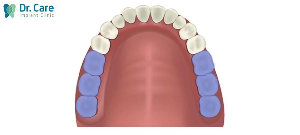 Nhóm răng cối lớn là những chiếc răng nhai chính, có chức năng nhai và nghiền nát thức ăn phần lớn ở răng cối lớn thứ nhất và răng cối lớn thứ hai