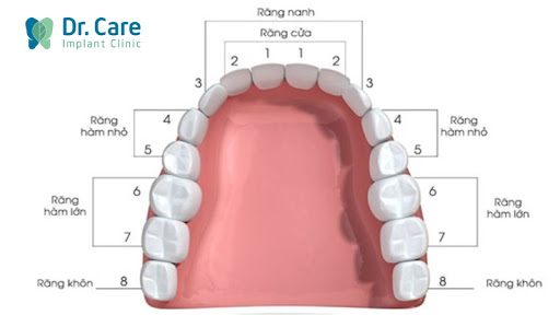 Răng hàm trên là những răng nào?