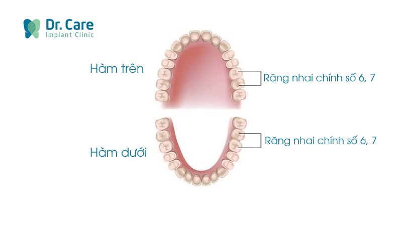 Răng nhai là gì? Vị trí và chức năng 