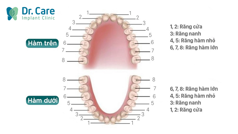 Hiểu về cấu trúc hàm răng giúp nâng cao ý thức chăm sóc răng miệng