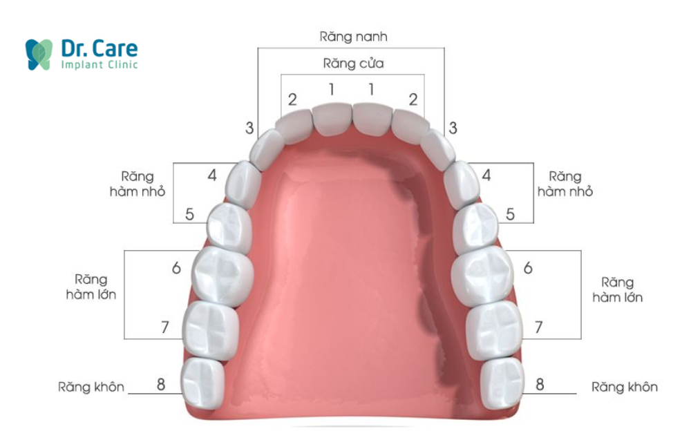 Răng số 4 là răng nào? Có chức năng gì?