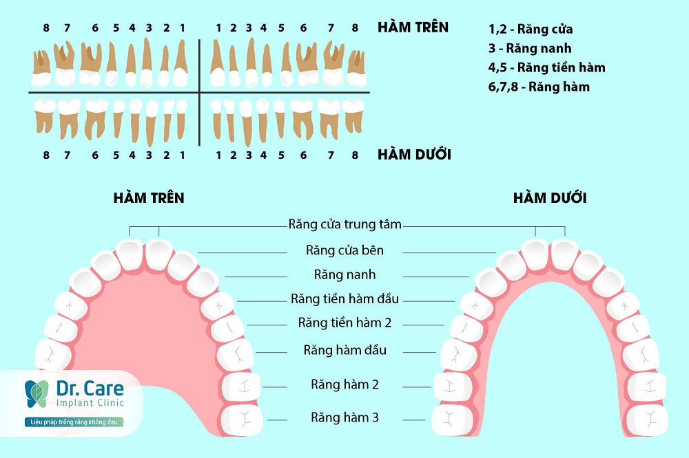 Vị trí và chức năng của răng số 3