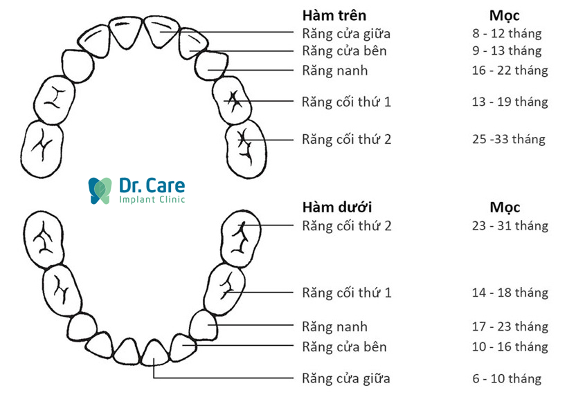 Cấu trúc bộ răng của người trưởng thành