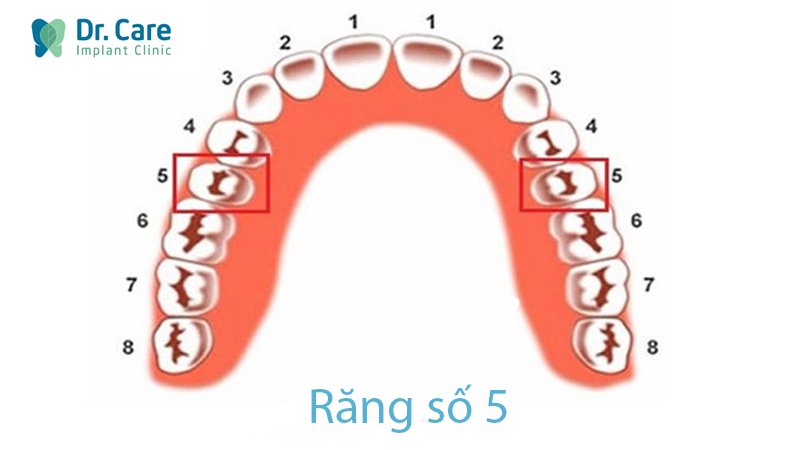 Răng số 5 là răng nào, vị trí ở đâu