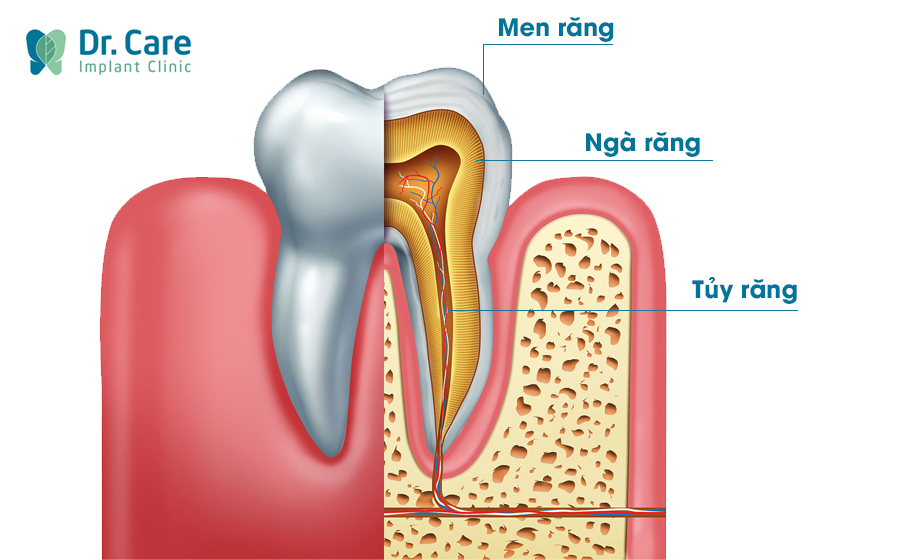 Cấu tạo của răng vĩnh viễn 