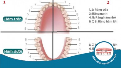 Cung răng là gì? Hướng dẫn cách đọc vị trí trên cung răng